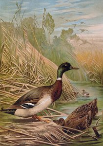Germani reali, illustrazione da un libro di storia naturale ungherese, 1904 da Alfred Brehm