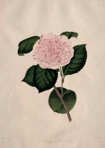 Illustrazioni e descrizioni... dell