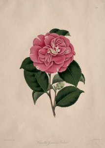 Illustrazioni e descrizioni... dell