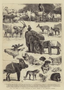 La collezione di animali indiani di SAR il Principe di Galles allo Zoo da Alfred Chantrey Corbould