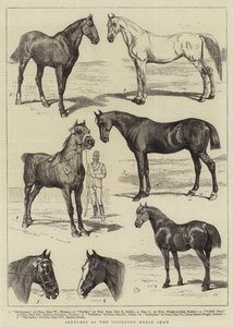 Schizzi alla Mostra del Cavallo di Islington