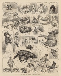 La mostra canina del Kennel Club al Crystal Palace da Alfred Chantrey Corbould