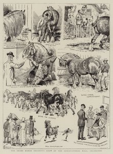 Mostra della Shire Horse Society all