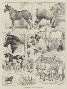 Mostra di cavalli da tiro all