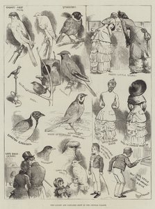 Mostra di canarini e uccelli in gabbia al Crystal Palace