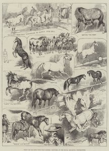 Cosa si può fare con i cavalli selvaggi, schizzi al Royal Aquarium, Westminster da Alfred Courbould