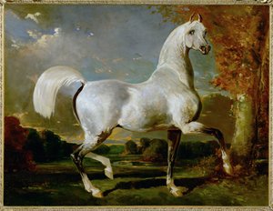 Etalon Arabe - Purosangue arabo ... da Alfred Dedreux or de Dreux