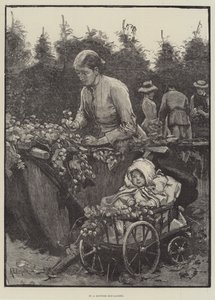 In un giardino di luppolo del Kent