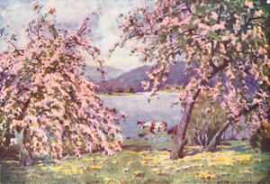 Distretto dei Laghi: Esthwaite Water, Fiori di melo da Alfred Heaton Cooper