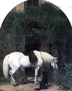 Cavallo bianco e retriever
