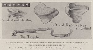 Una minaccia per il cavo tutto britannico, il Teredo, un mollusco che mangia le linee telegrafiche sottomarine da Alfred Hugh Fisher