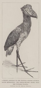 Una recente aggiunta al Museo di Storia Naturale, South Kensington, la cicogna dal becco a scarpa, dal Victoria Nyanza