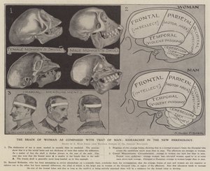 Il cervello della donna rispetto a quello dell
