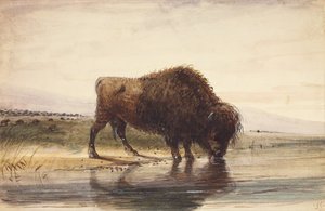 Bufalo Toro