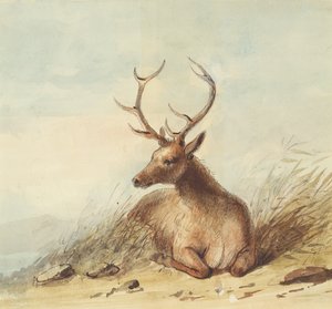 Alce, Montagne Rocciose, c.1837 da Alfred Jacob Miller