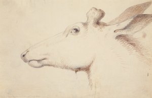 Alce, c.1837