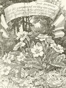 Primule pallide da Alfred Parsons