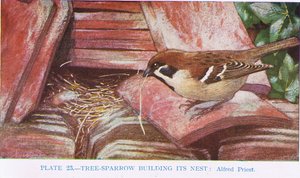 Passero arboricolo che costruisce il suo nido, illustrazione da British Birds di Kirkman e Jourdain, 1966