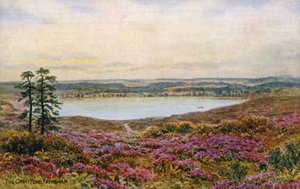 Il Grande Stagno, Frensham