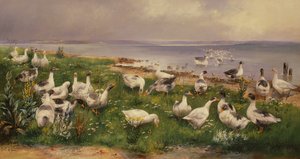 Oche da Alfred Schonian
