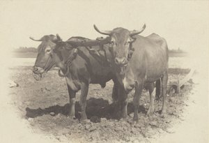  da Alfred Stieglitz