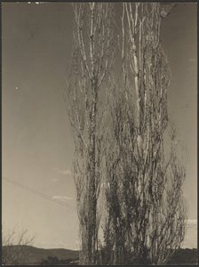 [Pioppi morenti, Lago George]
