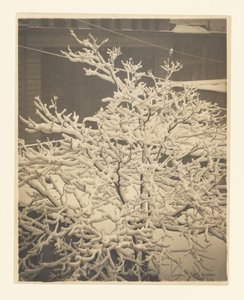  da Alfred Stieglitz