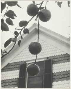 Gable e mele da Alfred Stieglitz