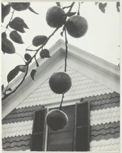 Gable e mele, 1922 da Alfred Stieglitz