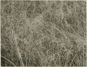 Erba, 1933