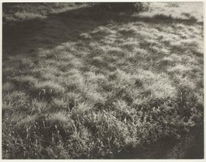 Erba e gelo da Alfred Stieglitz