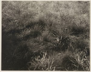 Erbe da Alfred Stieglitz