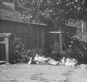 Gutach, 1894 da Alfred Stieglitz