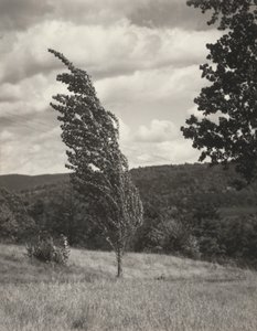Poplar — Lago George da Alfred Stieglitz