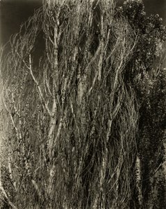 Pioppi—Lago George da Alfred Stieglitz