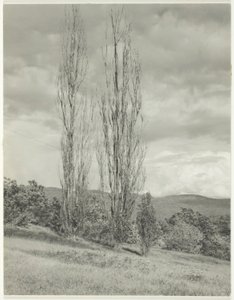 Pioppi—Lago George da Alfred Stieglitz