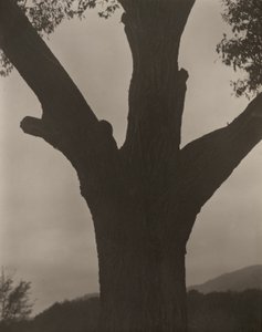 Il castagno morente da Alfred Stieglitz
