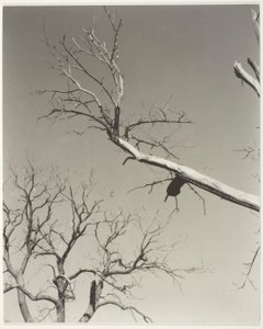 Il castagno morente - Il mio insegnante da Alfred Stieglitz