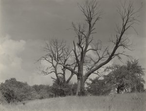  da Alfred Stieglitz