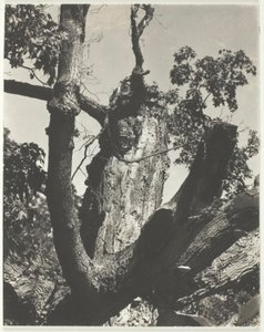 Il vecchio acero—Lago George da Alfred Stieglitz