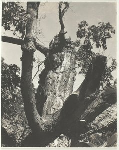 Il vecchio acero - Lago George, 1926