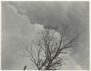 Set di alberi 3 da Alfred Stieglitz