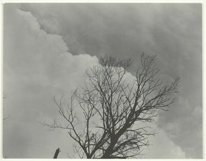 Serie di alberi 3 da Alfred Stieglitz