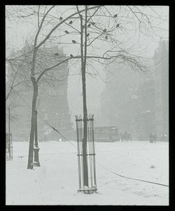 Albero nella neve, New York City da Alfred Stieglitz