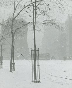 Albero nella neve, New York City, 1900-02 da Alfred Stieglitz