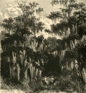 Palude di magnolie