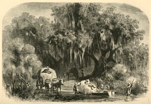 I raccoglitori di muschio, 1872 da Alfred Rudolph Waud