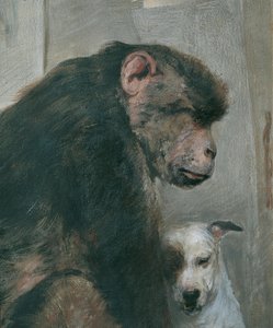 Scimmia e cane