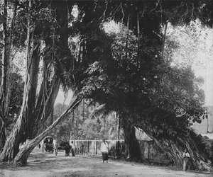 Albero di banyan a Kalutara, c. 1890, 1910 da Alfred William Amandus Plate