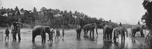 Kandy. Elefanti sacri del tempio che fanno il bagno, c1890, 1910